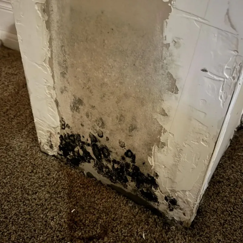 Professional Mold Removal in San Elizario, TX